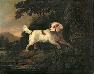 Studio di Clumber Spaniel in un paesaggio fluviale boscoso